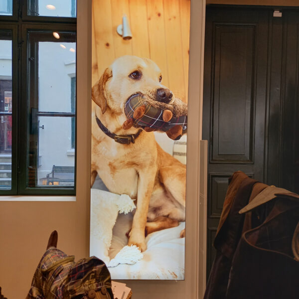 Lyskasse med dukfront, bilde av en gul labrador retriver